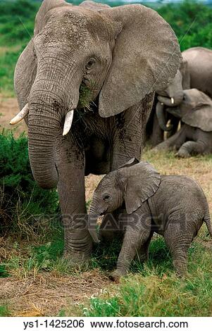 Stock Photograph - AFRICAN ELEPHANT loxodonta africana, MOTHER WITH CALF, KENYA. Fotosearch