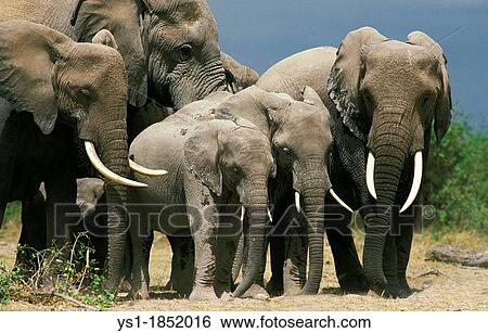 African Elephant, loxodonta africana, Herd Sleeping, Amboseli Park in Kenya View Large Photo Image Stock Photograph - African Elephant, loxodonta africana, Herd Sleeping, Amboseli Park in Kenya. Fotosearch
