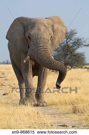 African Elephant (Loxodonta africana), Etosha National Park. Namibia View Large Photo Image Stock Photography - African Elephant (Loxodonta africana), Etosha National Park. Namibia. Fotosearch