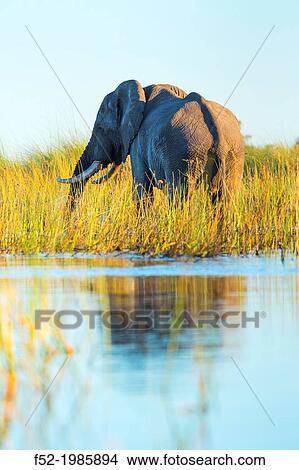 AFRICAN ELEPHANT (Loxodonta ), Okavango Delta, Botswana, Africa. View Large Photo Image Picture - AFRICAN ELEPHANT (Loxodonta ), Okavango Delta, Botswana, Africa.. Fotosearch