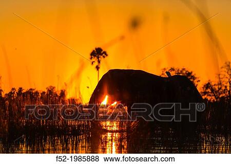 AFRICAN ELEPHANT (Loxodonta ), Okavango Delta, Botswana, Africa. View Large Photo Image Stock Photo - AFRICAN ELEPHANT (Loxodonta ), Okavango Delta, Botswana, Africa.. Fotosearch