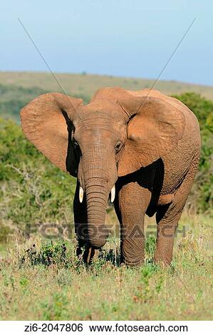 African elephant, Loxondonta africana, eating grass, Addo Elephant National Park, Eastern Cape, South Africa. View Large Photo Image Stock Photograph - African elephant, Loxondonta africana, eating grass, Addo Elephant National Park, Eastern Cape, South Africa.. Fotosearch