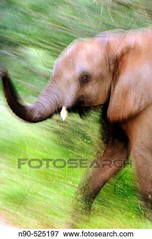 African elephant running. View Large Photo Image Stock Photo - African elephant running.. Fotosearch