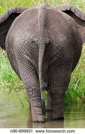 African Elephant View Large Photo Image Stock Image - African Elephant. Fotosearch