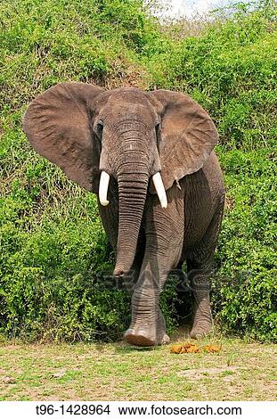 Picture - African Elephant Uganda. Fotosearch