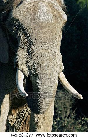 African Elephante (Loxodonta africana), captive View Large Photo Image Stock Photo - African Elephante (Loxodonta africana), captive. Fotosearch