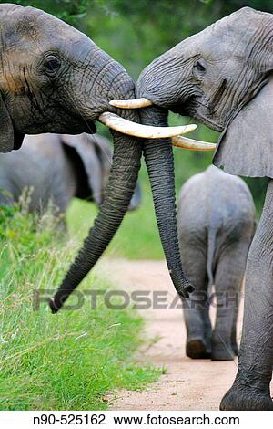 Stock Image - African Elephants, Africa. Fotosearch
