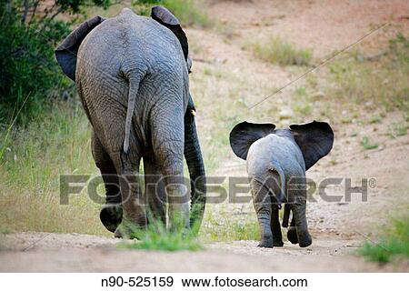 African Elephants, Africa View Large Photo Image Stock Photo - African Elephants, Africa. Fotosearch
