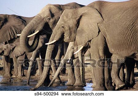 Picture - African Elephants (Loxodonta africana), Chobe National Park. Botswana. Fotosearch