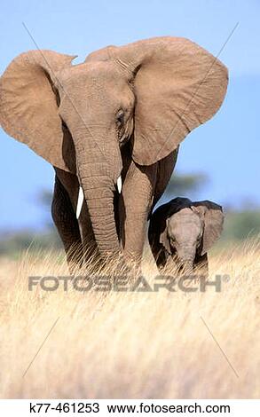 African Elephants (Loxodonta africana), mother and calf. Samburu National Reserve. Kenya View Large Photo Image Stock Image - African Elephants (Loxodonta africana), mother and calf. Samburu National Reserve. Kenya. Fotosearch