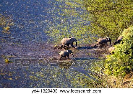 African Elephants Loxodonta africana, crossing the water Aerial View of the Okavango Delta, Botswana View Large Photo Image Stock Image - African Elephants Loxodonta africana, crossing the water Aerial View of the Okavango Delta, Botswana. Fotosearch