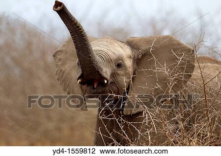 African Elephants Loxodonta africana - Young, Kruger National Park, South Africa View Large Photo Image Stock Image - African Elephants Loxodonta africana - Young, Kruger National Park, South Africa. Fotosearch