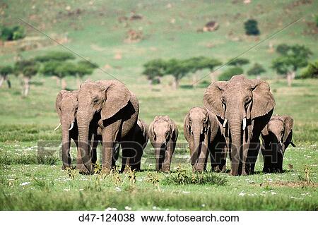 African Elephants (Loxodonta africana). Masai Mara Nature Reserve, Kenya View Large Photo Image Stock Photo - African Elephants (Loxodonta africana). Masai Mara Nature Reserve, Kenya. Fotosearch