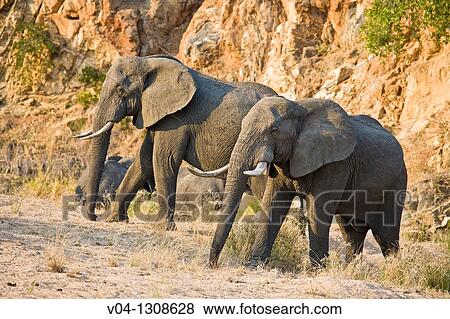 Stock Photo - African elephants (Loxodonta africana) in South Africa.. Fotosearch