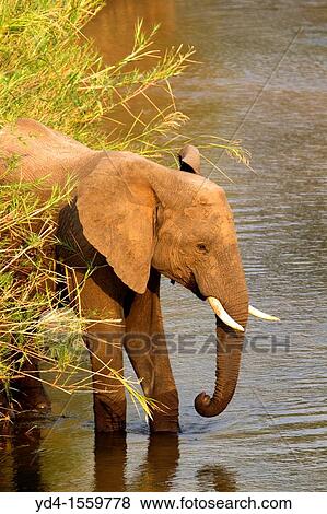 African Elephants Loxodonta africana, in the river, Olifants River, Kruger National Park, South Africa View Large Photo Image Stock Photo - African Elephants Loxodonta africana, in the river, Olifants River, Kruger National Park, South Africa. Fotosearch