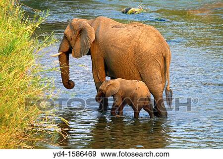 African Elephants Loxodonta africana - Mother and Young, in the river, Olifants River, Kruger National Park, South Africa View Large Photo Image Stock Photo - African Elephants Loxodonta africana - Mother and Young, in the river, Olifants River, Kruger National Park, South Africa. Fotosearch