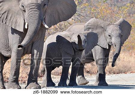 African Elephants, Loxodonta africana, mother and calves, Kruger National Park, South Africa View Large Photo Image Stock Photo - African Elephants, Loxodonta africana, mother and calves, Kruger National Park, South Africa. Fotosearch