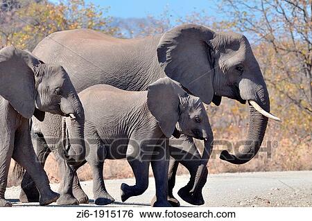 African Elephants, Loxodonta africana, crossing the gravel road, Kruger National Park, South Africa View Large Photo Image Stock Photograph - African Elephants, Loxodonta africana, crossing the gravel road, Kruger National Park, South Africa. Fotosearch