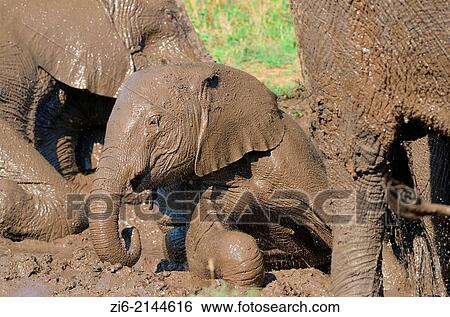 Stock Photograph - African elephants Loxodonta africana, baby taking a mud bath, Kruger National Park, South Africa, Africa. Fotosearch
