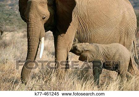 African Elephants (Loxodonta africana), mother suckling calf. Samburu, Kenya View Large Photo Image Stock Photography - African Elephants (Loxodonta africana), mother suckling calf. Samburu, Kenya. Fotosearch