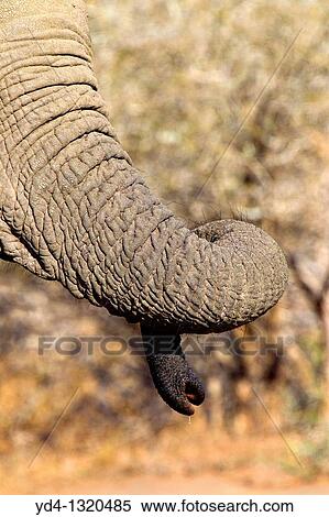 Stock Photography - African Elephants Loxodonta africana, in the waterhole, Kruger National Park, South Africa. Fotosearch