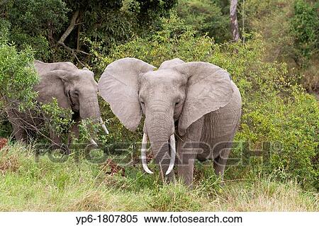 African Elephants Loxodonta africana, Masai Mara, Kenya View Large Photo Image Stock Photography - African Elephants Loxodonta africana, Masai Mara, Kenya. Fotosearch