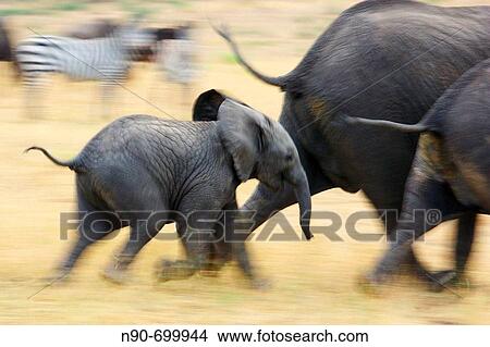 Picture - African Elephants. Fotosearch