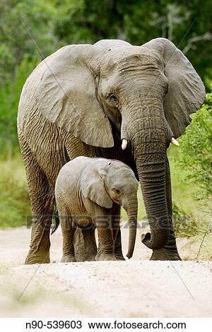 African Elephants View Large Photo Image Stock Image - African Elephants. Fotosearch
