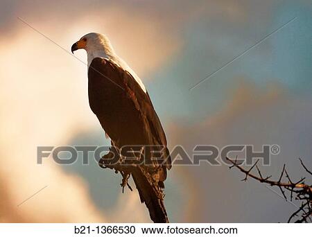 African Fish Eagle, Chobe National Park, Botswana View Large Photo Image Stock Image - African Fish Eagle, Chobe National Park, Botswana. Fotosearch