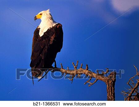 Stock Image - African Fish Eagle, Chobe National Park, Botswana. Fotosearch