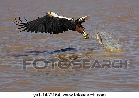 AFRICAN FISH-EAGLE haliaeetus vocifer, ADULT IN FLIGHT LOOSING FISH, BARINGO LAKE IN KENYA View Large Photo Image Picture - AFRICAN FISH-EAGLE haliaeetus vocifer, ADULT IN FLIGHT LOOSING FISH, BARINGO LAKE IN KENYA. Fotosearch