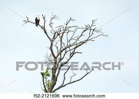 African Fish Eagle, Kasanka National Park, Serenje, Zambia, Africa. View Large Photo Image Stock Photograph - African Fish Eagle, Kasanka National Park, Serenje, Zambia, Africa.. Fotosearch