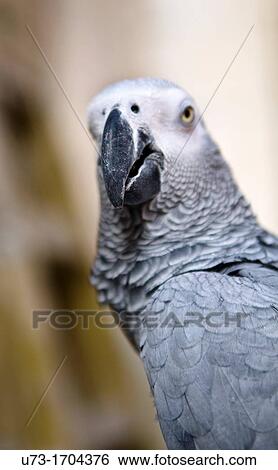 African Grey parrot- close up View Large Photo Image Stock Photograph - African Grey parrot- close up. Fotosearch