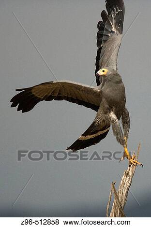 Stock Photo - African Harrier-Hawk (Gymnogene). Masai Mara, Kenya. Fotosearch