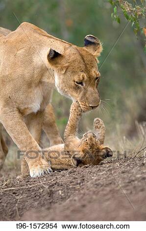 African Lion and Cub Panthera leo leo iucn status - vulnerable mother and child masaimara kenya View Large Photo Image Picture - African Lion and Cub Panthera leo leo iucn status - vulnerable mother and child masaimara kenya. Fotosearch