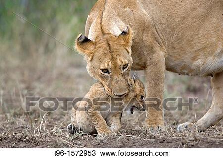 African Lion and Cub Panthera leo leo iucn status - vulnerable mother and child masaimara kenya View Large Photo Image Stock Image - African Lion and Cub Panthera leo leo iucn status - vulnerable mother and child masaimara kenya. Fotosearch