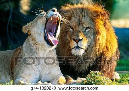African Lion and Lioness Yawning Zoo Captive. View Large Photo Image Stock Image - African Lion and Lioness Yawning Zoo Captive.. Fotosearch