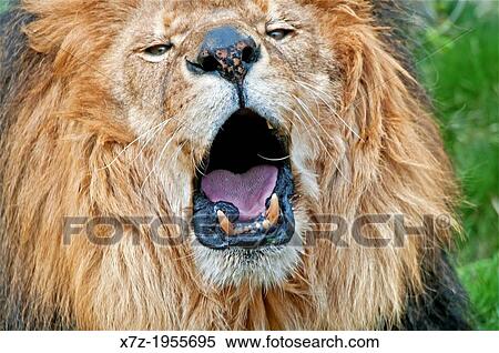 African Lion at Zoo Boise on Capitol Blvd and Julia Davis Park in the city of Boise in southwestern Idaho. View Large Photo Image Stock Photography - African Lion at Zoo Boise on Capitol Blvd and Julia Davis Park in the city of Boise in southwestern Idaho.. Fotosearch
