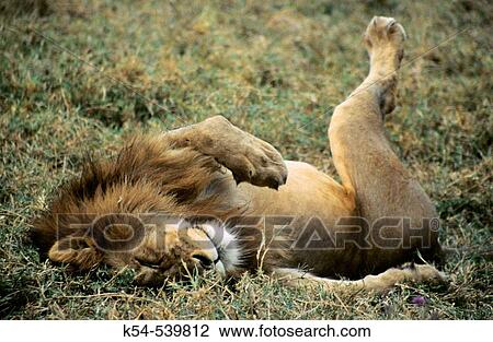 African Lion, Ngorongoro Conservation Area View Large Photo Image Stock Image - African Lion, Ngorongoro Conservation Area. Fotosearch