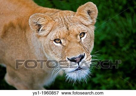 Stock Photo - AFRICAN LION panthera leo, Africa. Fotosearch