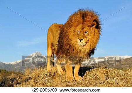 African lion (Panthera leo) Barbary lion extirpated in the wild, Bozeman, Montana, USA. View Large Photo Image Stock Photo - African lion (Panthera leo) Barbary lion extirpated in the wild, Bozeman, Montana, USA.. Fotosearch
