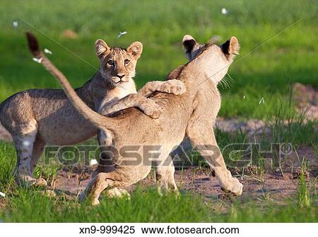 African lion Panthera leo - Cubs, playing Rainy season, Kgalagadi Transfrontier Park, Kalahari desert, South Africa View Large Photo Image Stock Photography - African lion Panthera leo - Cubs, playing Rainy season, Kgalagadi Transfrontier Park, Kalahari desert, South Africa. Fotosearch