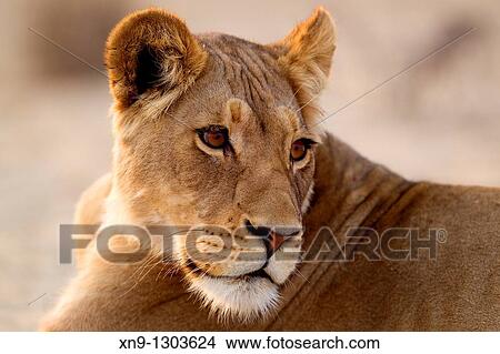 African Lion Panthera leo - Female, Kgalagadi Transfrontier Park, Kalahari desert, South Africa View Large Photo Image Picture - African Lion Panthera leo - Female, Kgalagadi Transfrontier Park, Kalahari desert, South Africa. Fotosearch