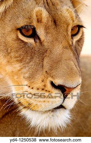 Stock Photo - African lion Panthera leo - Female, Kgalagadi Transfrontier Park, Kalahari desert, South Africa. Fotosearch