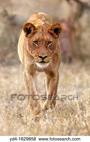 African lion Panthera leo - Female, Kruger National Park, South Africa View Large Photo Image Stock Photo - African lion Panthera leo - Female, Kruger National Park, South Africa. Fotosearch
