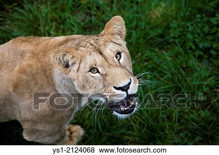 African Lion, panthera leo, Female. View Large Photo Image Stock Photo - African Lion, panthera leo, Female.. Fotosearch