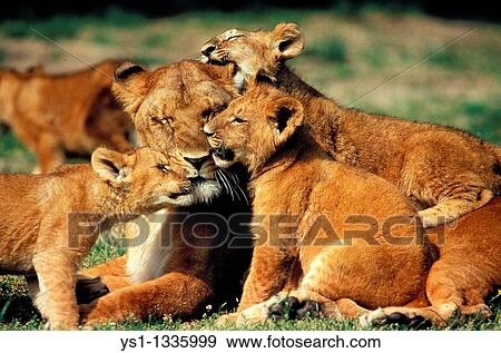 AFRICAN LION panthera leo, FEMALE WITH CUB, KENYA View Large Photo Image Stock Photo - AFRICAN LION panthera leo, FEMALE WITH CUB, KENYA. Fotosearch