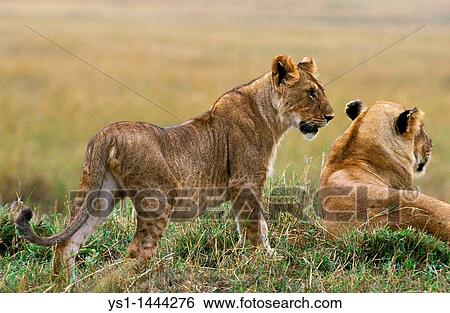 AFRICAN LION panthera leo, FEMALE WITH CUB, KENYA View Large Photo Image Stock Photograph - AFRICAN LION panthera leo, FEMALE WITH CUB, KENYA. Fotosearch
