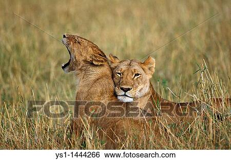 AFRICAN LION panthera leo, FEMALES STANDING ON LONG GRASS, KENYA View Large Photo Image Stock Photograph - AFRICAN LION panthera leo, FEMALES STANDING ON LONG GRASS, KENYA. Fotosearch
