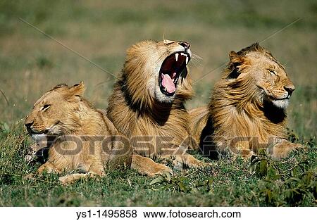 Stock Photo - African Lion, panthera leo, Juvenile Males laying on Grass, Yawning, Masai Mara Park in Kenya. Fotosearch